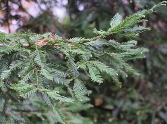 Coastal Redwood