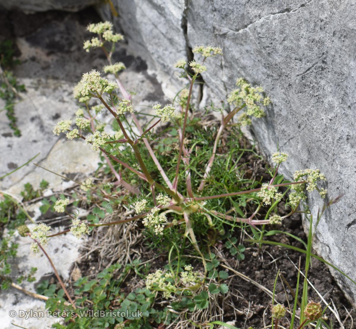*Trinia glauca* (Honewort) the plant that made Bristol botanically famous when Turner discovered it in c.1562 - male plant