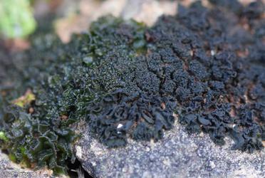 Crinkled Pulp Lichen