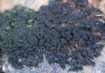 Crinkled Pulp Lichen