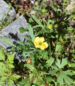 Goldilocks Buttercup type 1