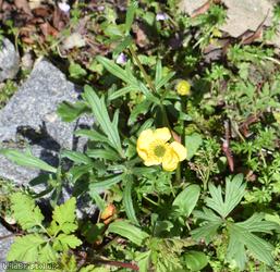Goldilocks Buttercup type 1