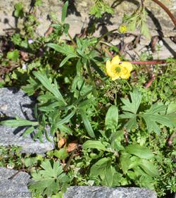 Goldilocks Buttercup type 1