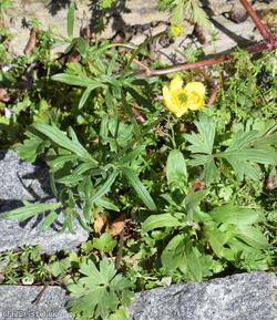 Goldilocks Buttercup type 1