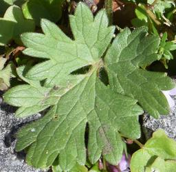 Goldilocks Buttercup type 1