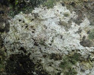 Lichen Unidentified 7
