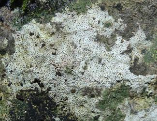 Lichen Unidentified 7
