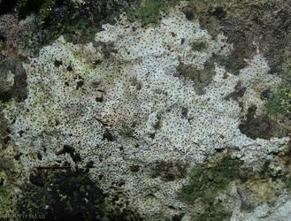 Lichen Unidentified 7
