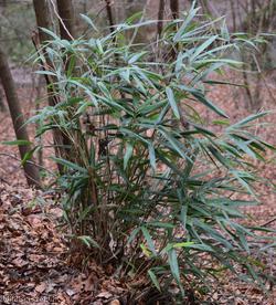Arrow Bamboo