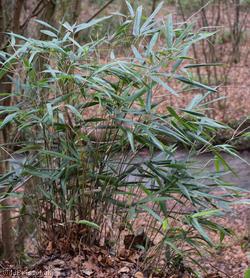 Arrow Bamboo