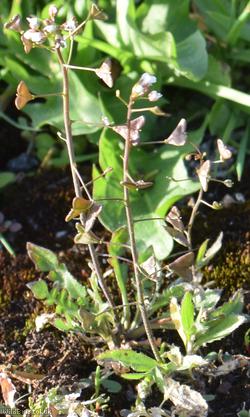 image for Shepherd's-purse type 6