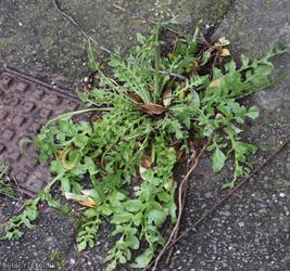 image for Shepherd's-purse type 5