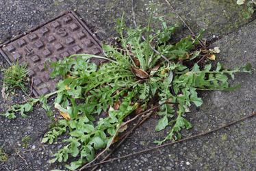 Shepherd's-purse type 5