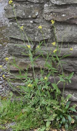 Eastern Rocket