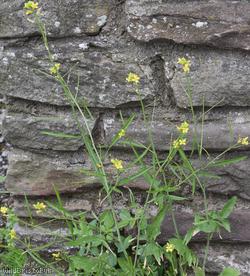 Eastern Rocket
