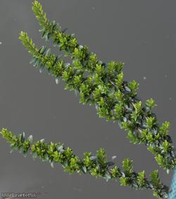 Box-leaved Honeysuckle