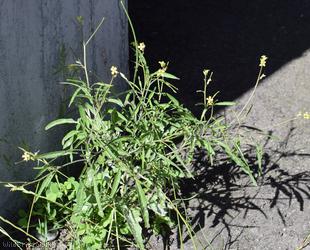 Eastern Rocket