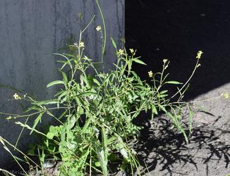 Eastern Rocket