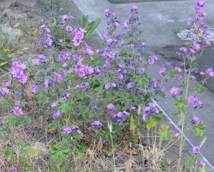 Common Mallow