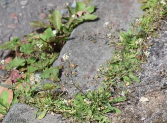 image for Shepherd's-purse type 7