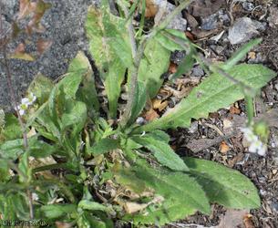 Shepherd's-purse type 7