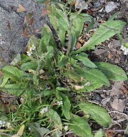 Shepherd's-purse type 7