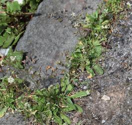 Shepherd's-purse type 7