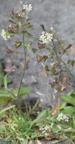 Shepherd's-purse type 7