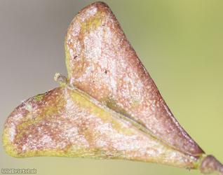 Shepherd's-purse type 7