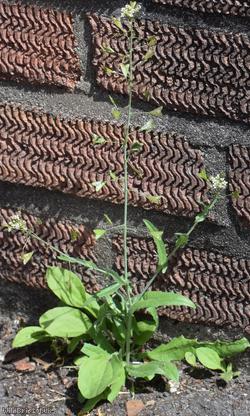 image for Shepherd's-purse type 8