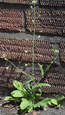 Shepherd's-purse type 8