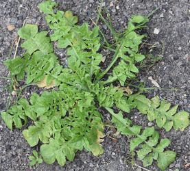 Shepherd's-purse type 3