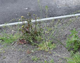 Shepherd's-purse type 3