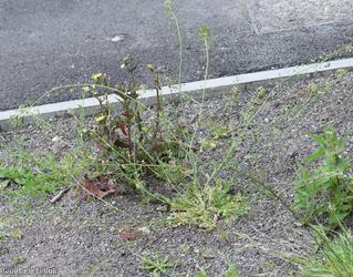 Shepherd's-purse type 3