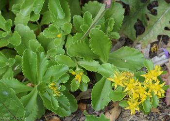 Kamchatka Stonecrop