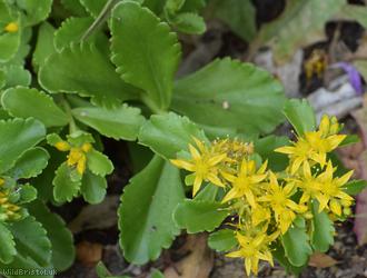 Kamchatka Stonecrop