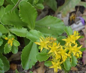 Kamchatka Stonecrop