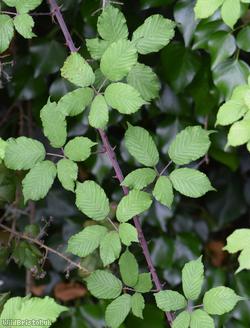 Purple-ribbed x Elm-leaved Bramble