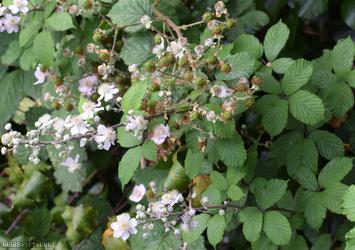 Purple-ribbed x Elm-leaved Bramble