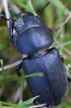 Lesser Stag Beetle