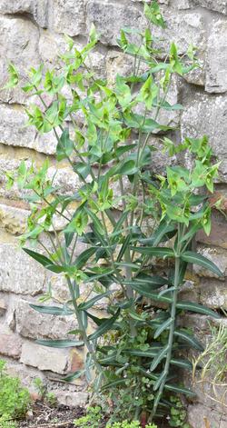 Caper Spurge