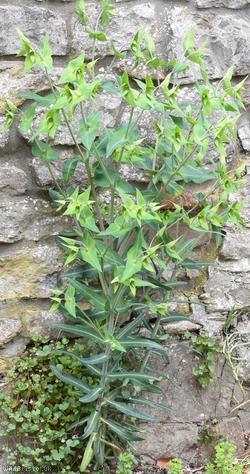 Caper Spurge
