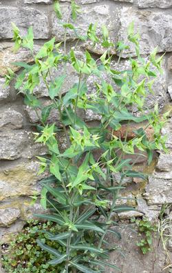 Caper Spurge