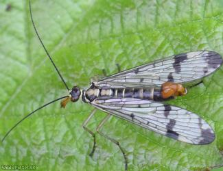 Common Scorpion Fly