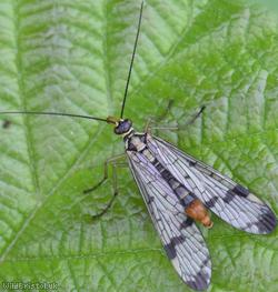 Common Scorpion Fly
