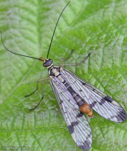 Common Scorpion Fly