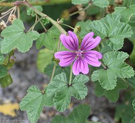 Common Mallow