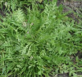 image for Shepherd's-purse type 9