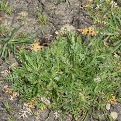 Shepherd's-purse type 9