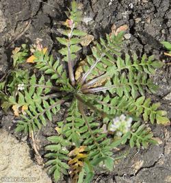 Shepherd's-purse type 9